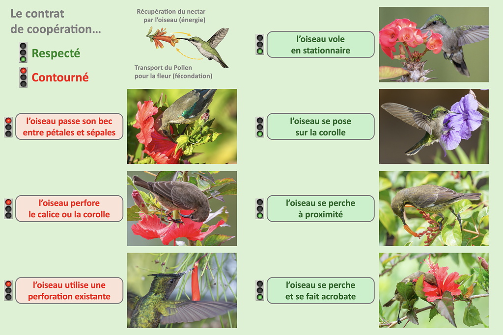 12 synthèse contrat SD.jpg