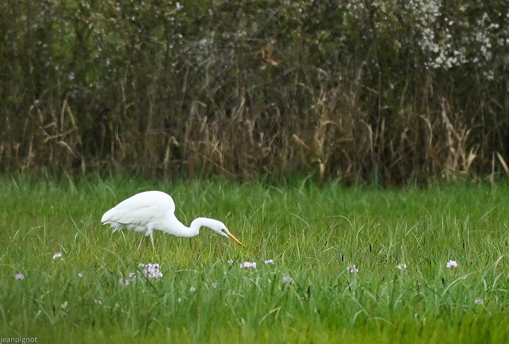 N7 grande aigrette (2).JPG