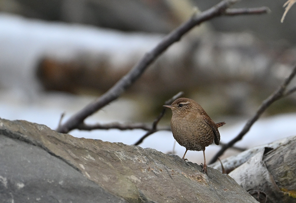 DSC_5901.jpg