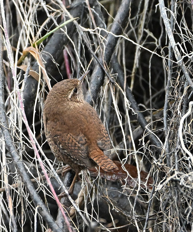 DSC_5909.jpg