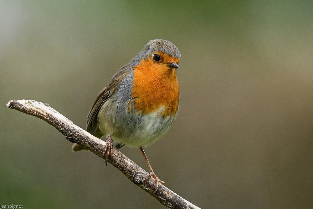 N1 rouge gorge.JPG