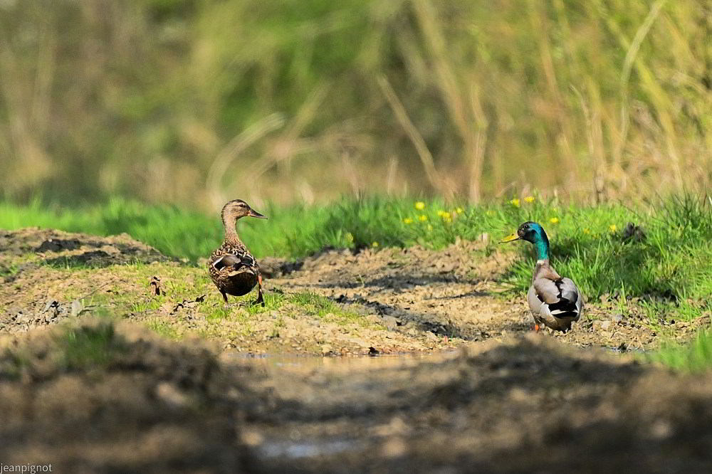 N6 couple de colverts dans un chemin humide.JPG