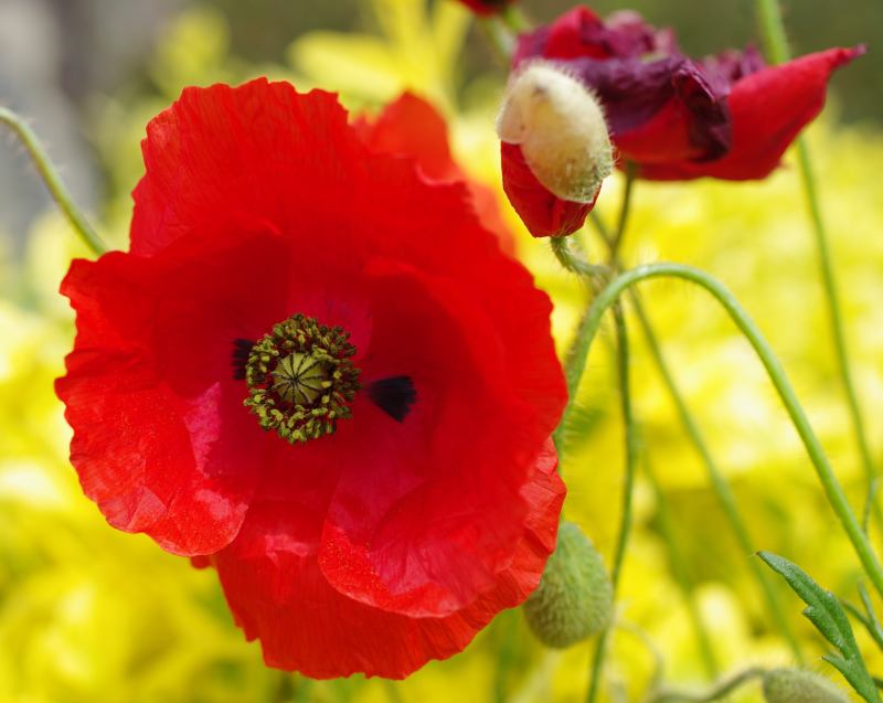 coquelicot4 800 px.jpg