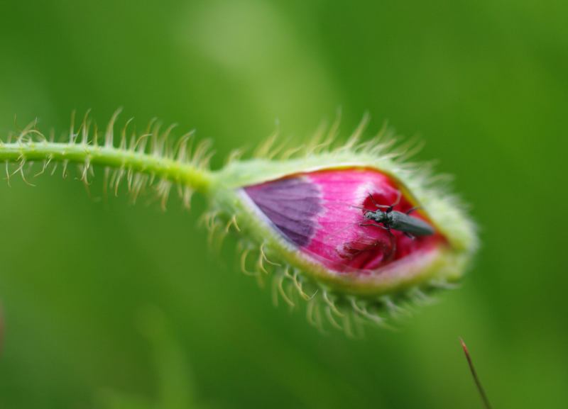 coquelicot bete.jpg
