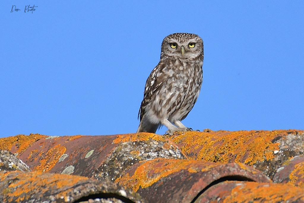 DSC_2740IN.jpg