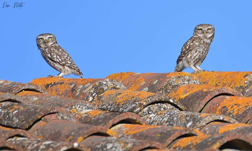 DSC_2732IN.jpg