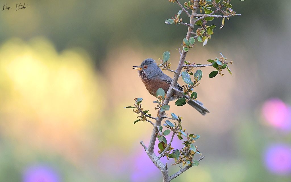 DSC_2819IN.jpg