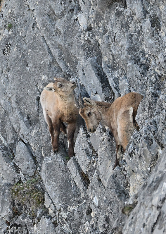 ZSC_8004.jpg