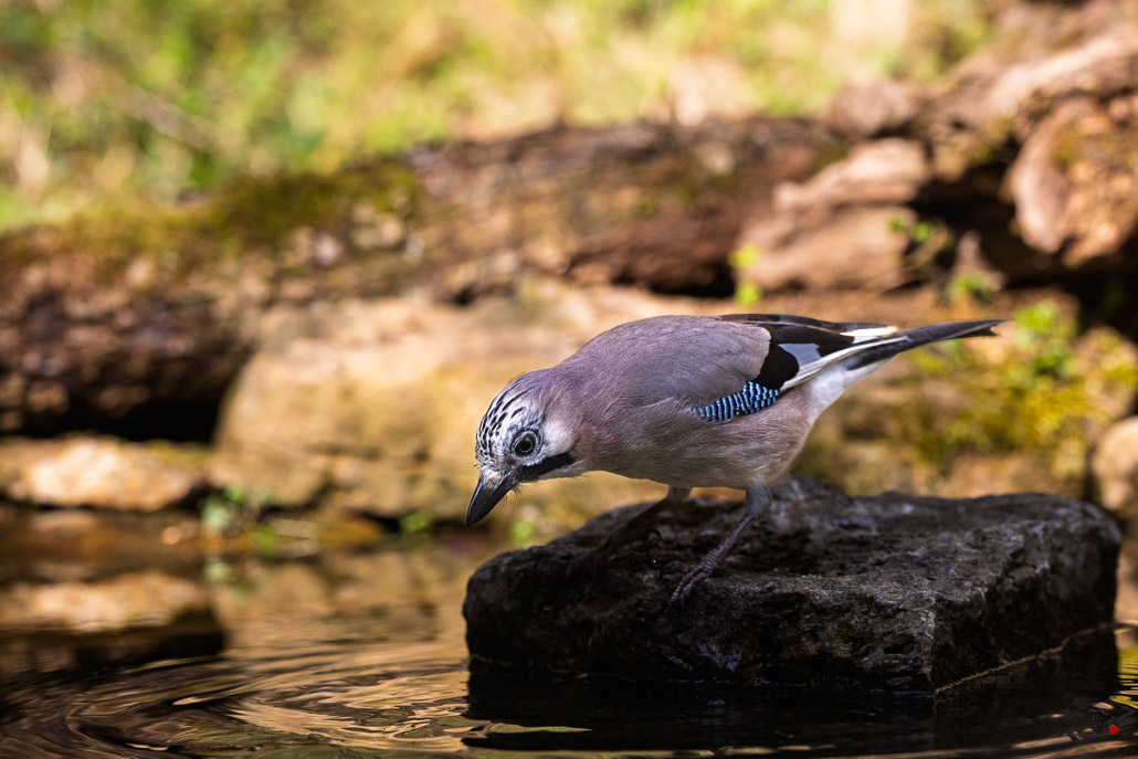 Geai des Chênes (Garrulus glandarius) Eurasian jay-465.jpg
