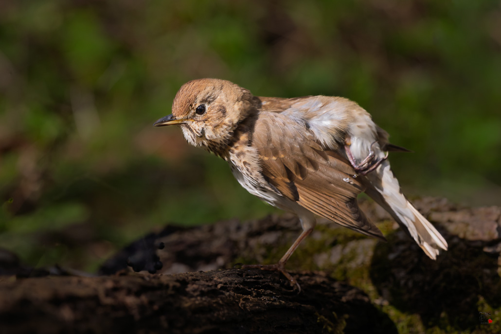Grive Musicienne (Turdus philomelos) Song thrush-250.jpg