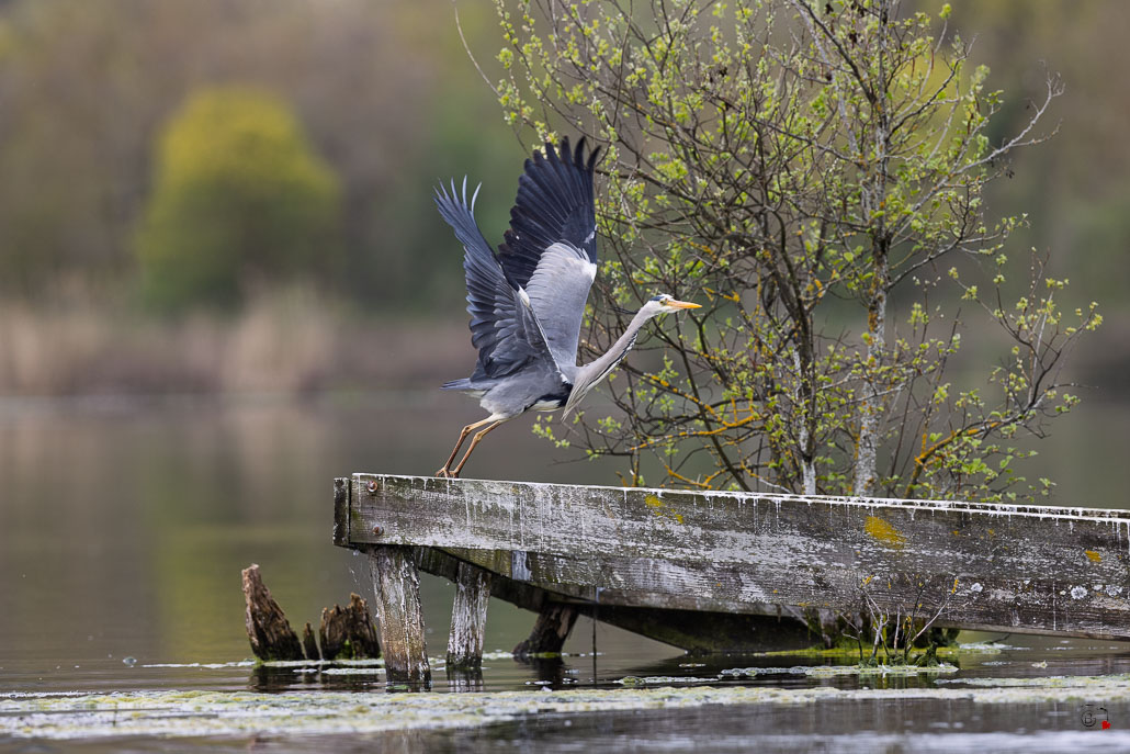 Héron cendré (Ardea cinerea)-102.jpg