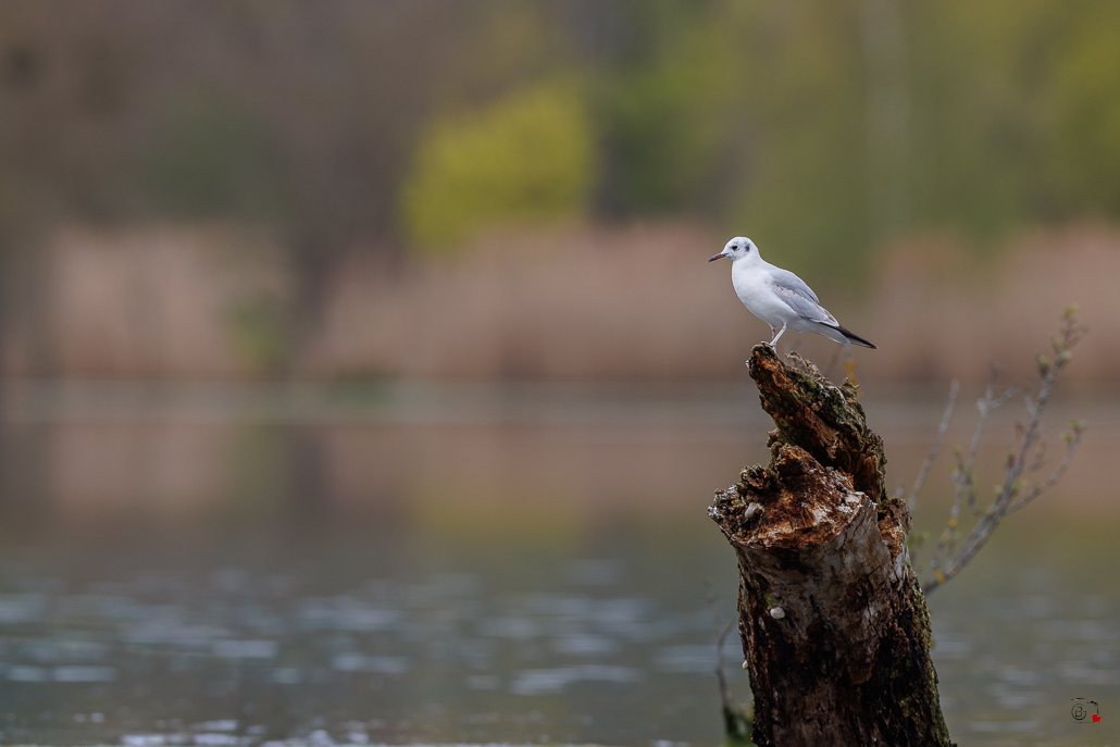 Mouette rieuse (Chroicocephalus ridibundus)-100.jpg