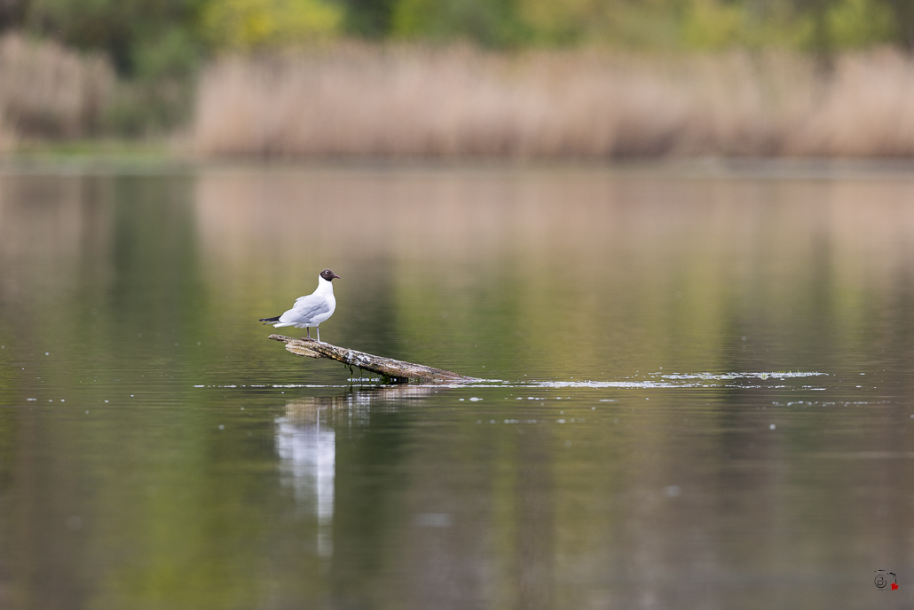 Mouette rieuse (Chroicocephalus ridibundus)-109.jpg