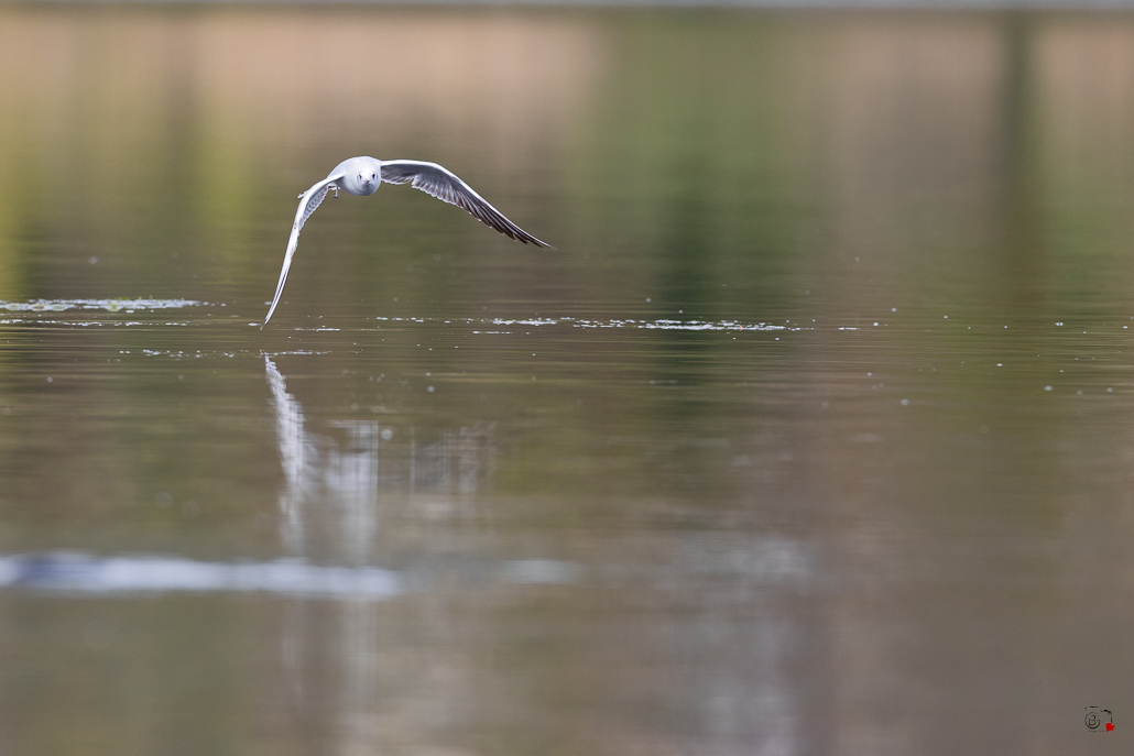 Mouette rieuse (Chroicocephalus ridibundus)-111.jpg