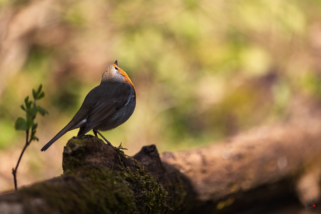 Rougegorge familier (Erithacus rubecula) - European Robin-822.jpg