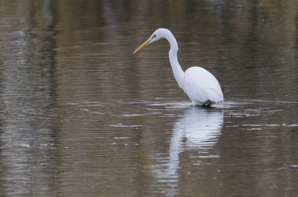 Grande aigrette_136.jpg