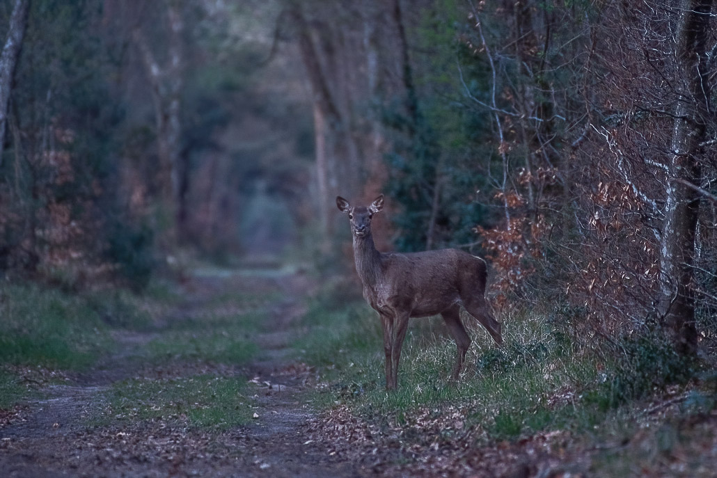 Biche -1-.jpg