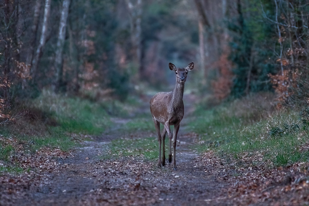 Biche -4-.jpg