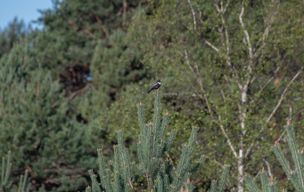 Merle à plastron -2-.jpg