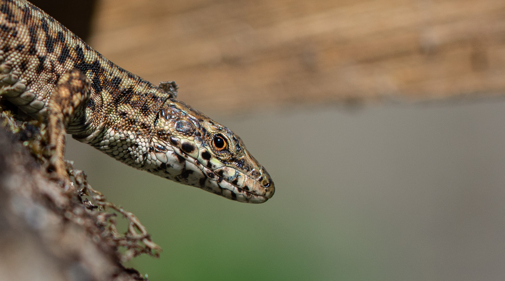 Lézard -0-.jpg