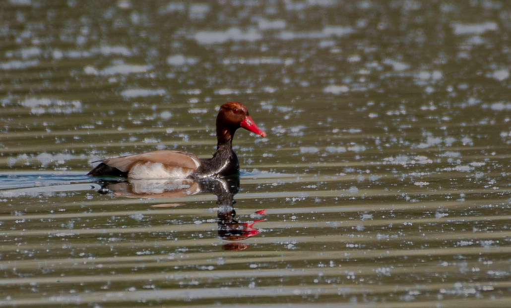 Nette Rousse -1-.jpg