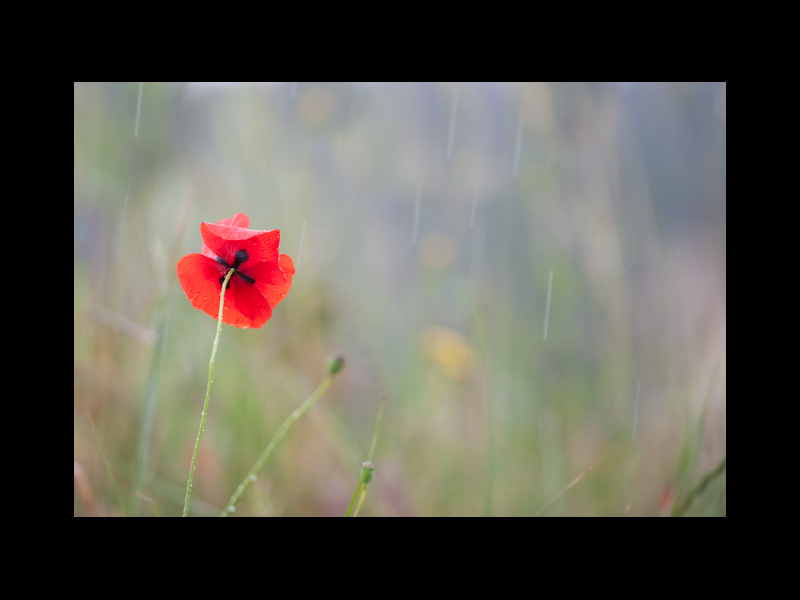 COQUELICOT-1.jpeg