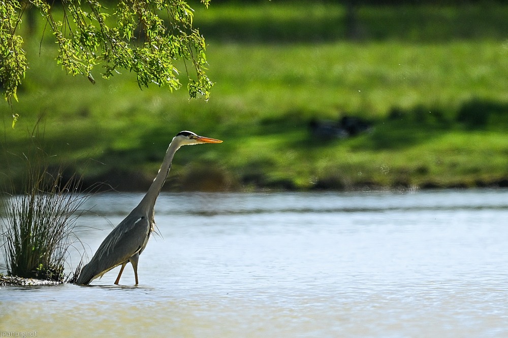 N10 heron  cendré.JPG