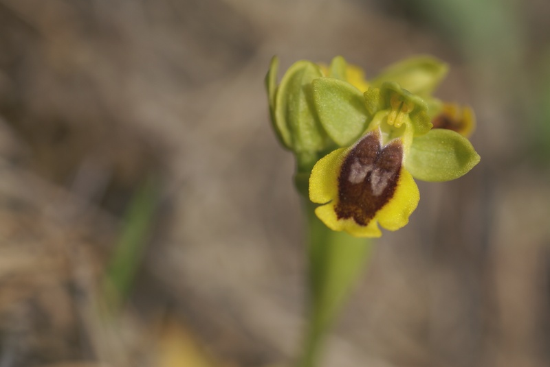 Ophrys Lutea.JPG