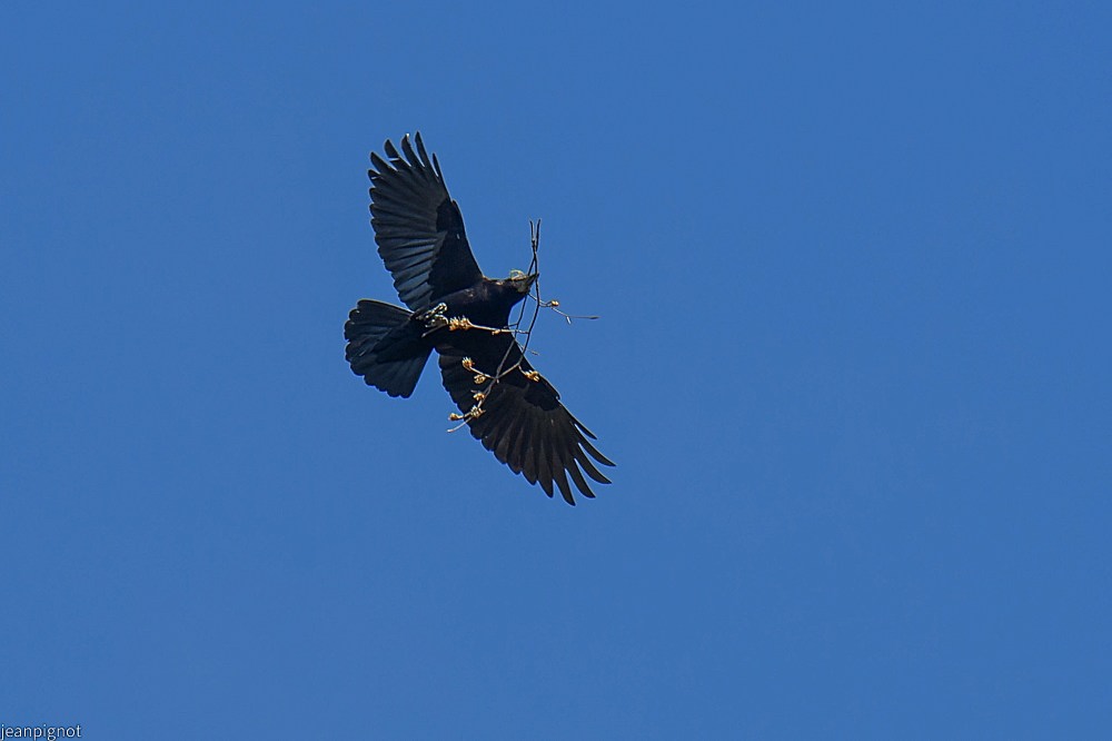 N1 corbeau freux.JPG