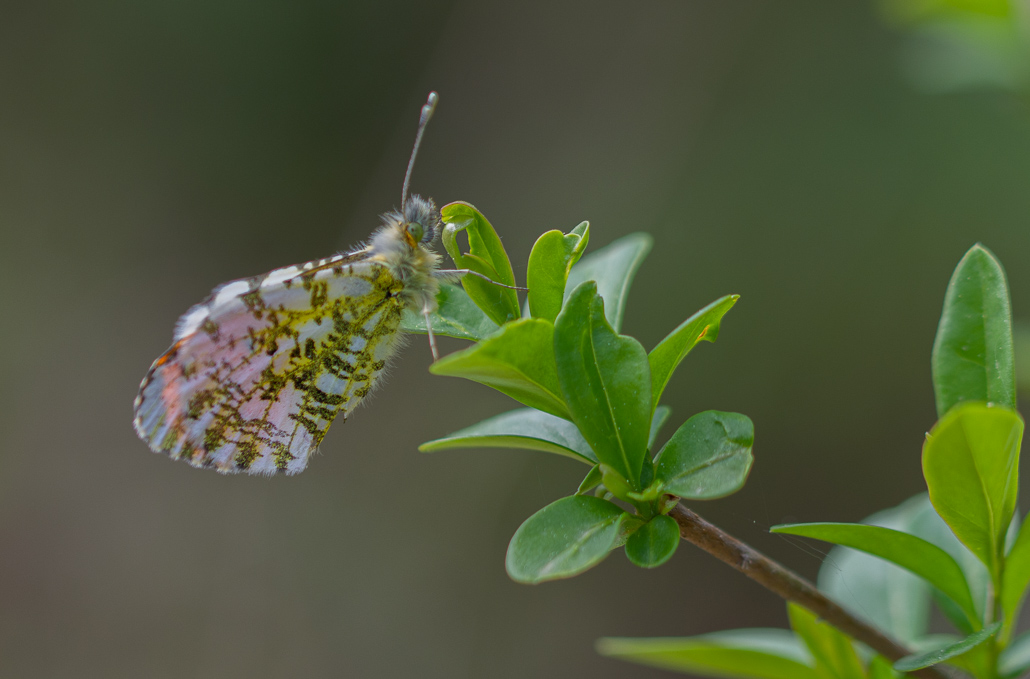 Papillon. Aurore -2-.jpg