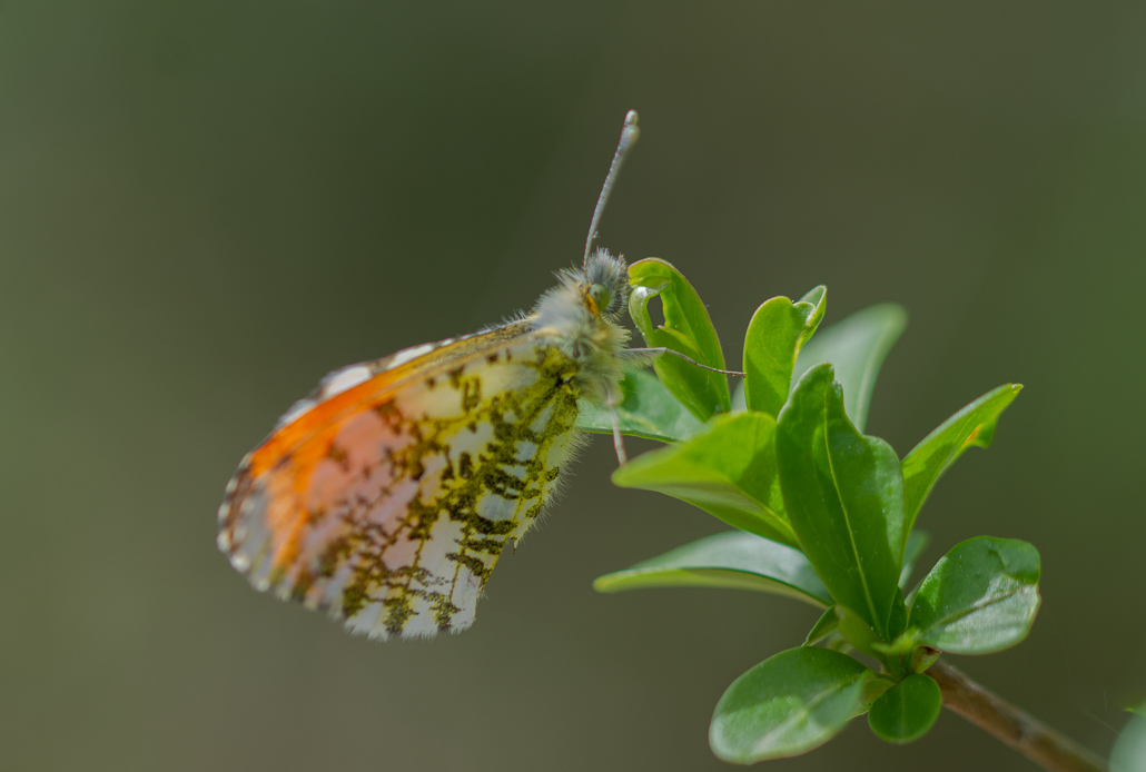 Papillon. Aurore -3-.jpg
