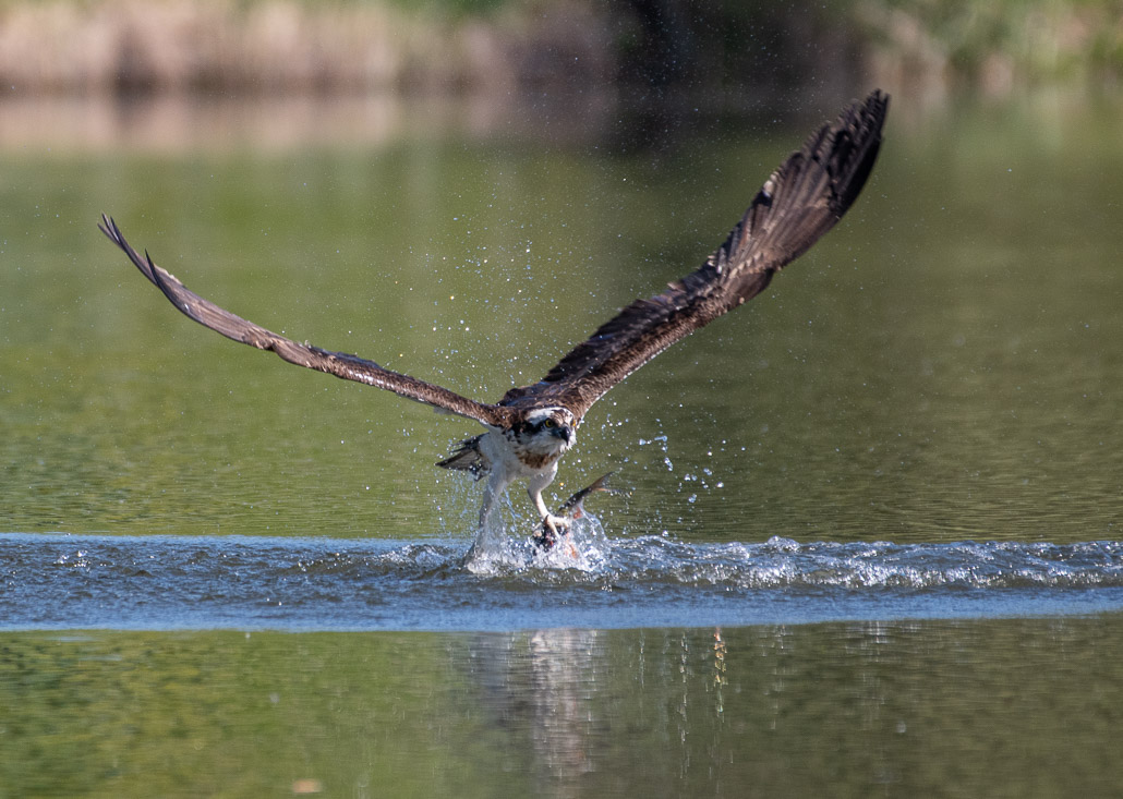 Balbuzard pêcheur -1-.jpg