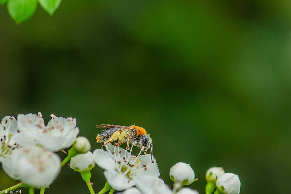 N3 plein de pollen.JPG