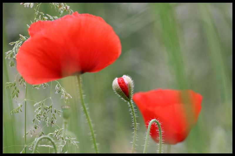 Coquelicot-4-2.jpg