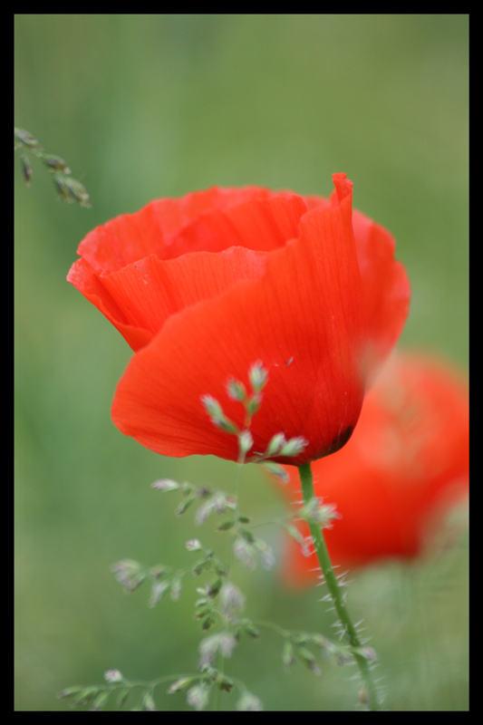 Coquelicot-5-2.jpg