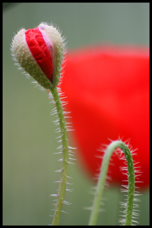 Coquelicot-2-2.jpg