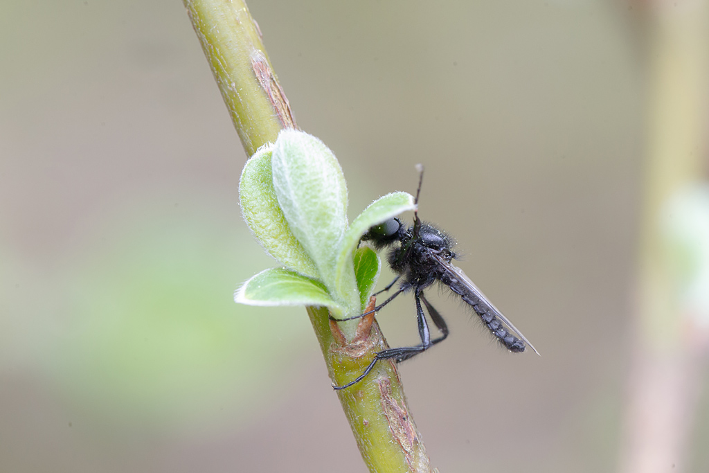Bibio marci - Mouche de la Saint Marc.jpg