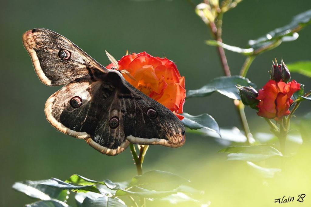 DSC_2647 grand paon de nuit 2.jpg