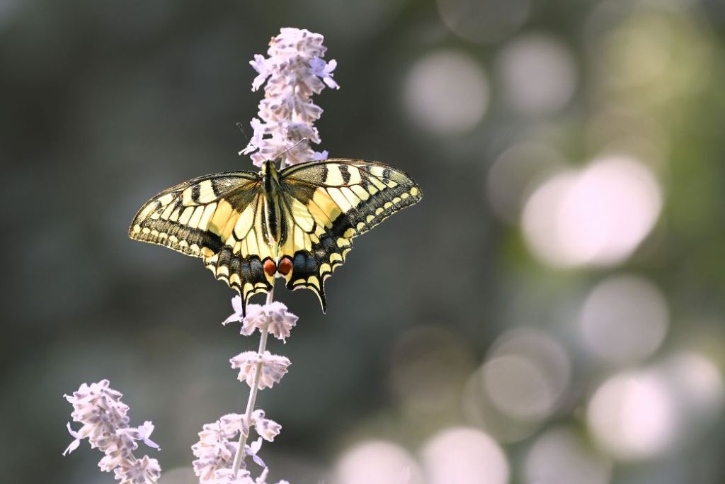 DSC_4412 machaon 2.jpg