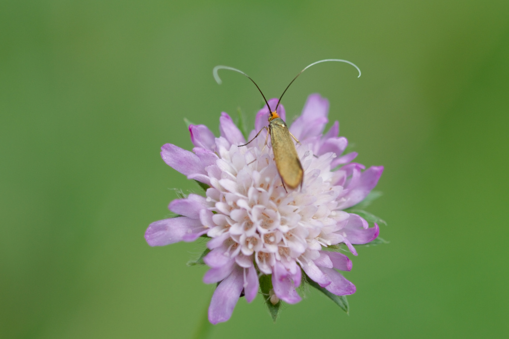 IMG_1643 Nemophora metallica.jpg