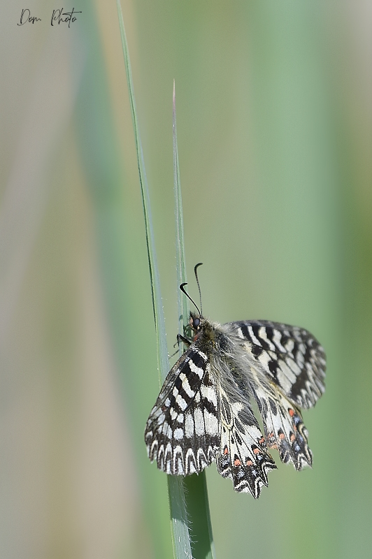 DSC_3515IN.jpg