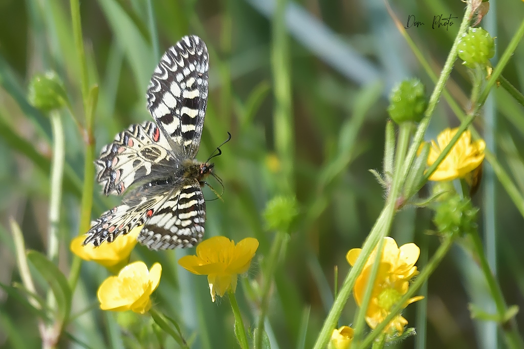 DSC_3454IN.jpg