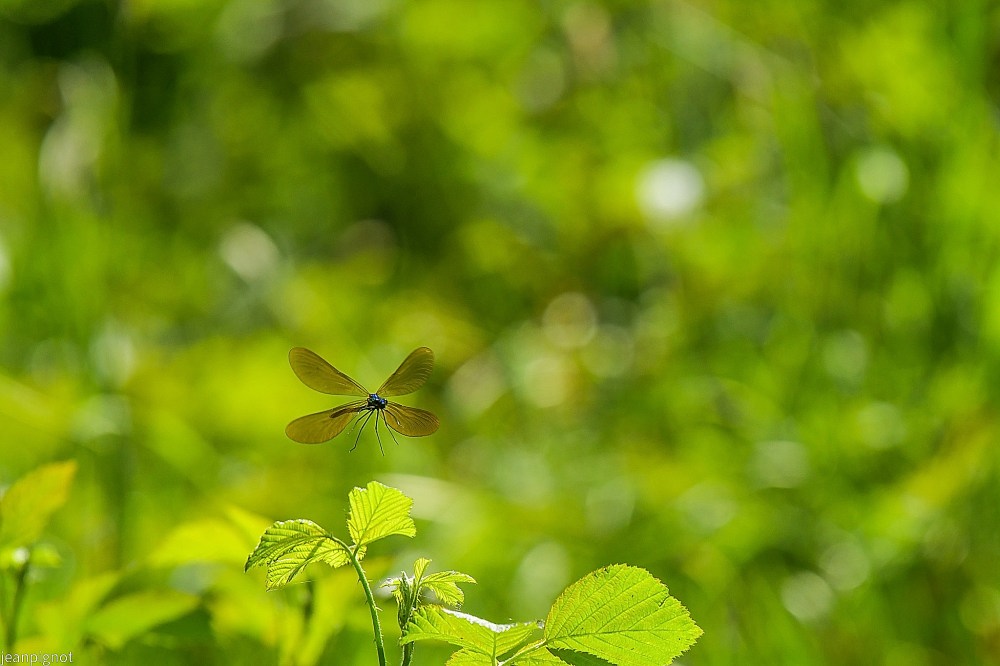 N12 calopteryx en vol.JPG