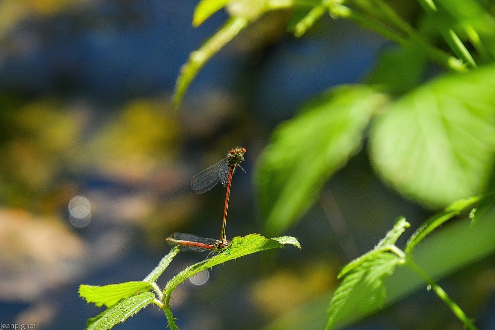 N9 accouplement de petites nymphes cors de feu.JPG