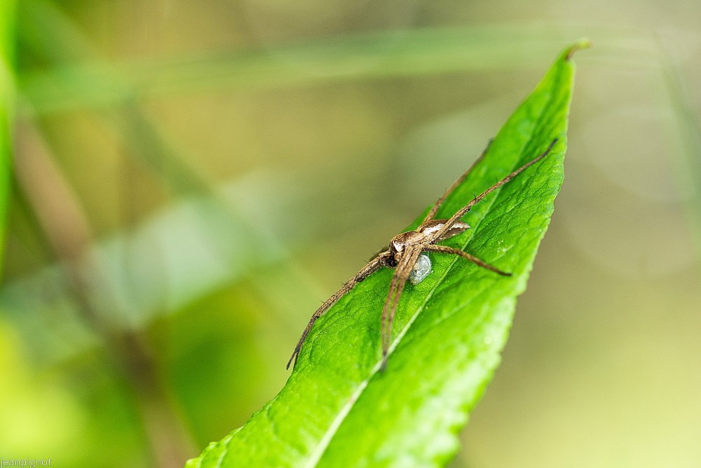 N5 araignée pisaurides.JPG