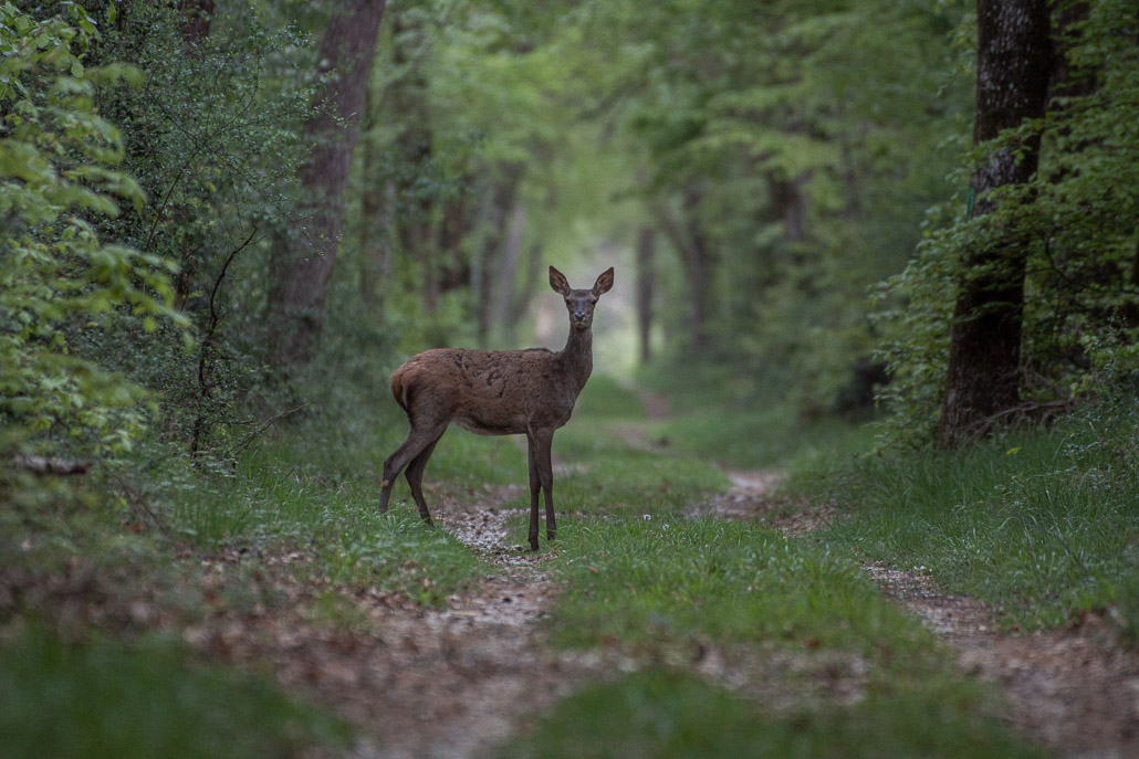 Biche.jpg