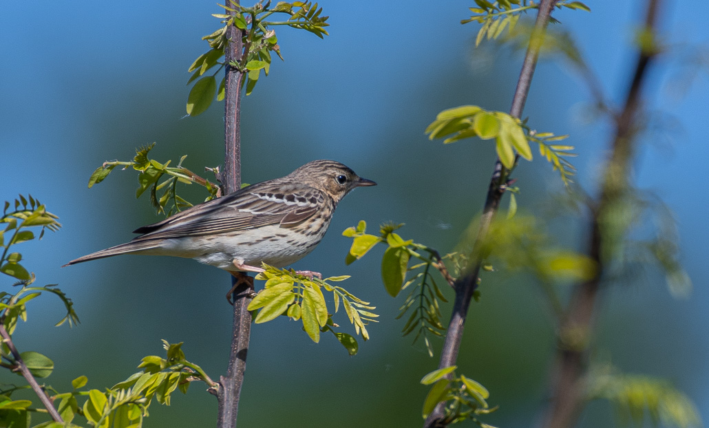 Pipit des arbres.jpg