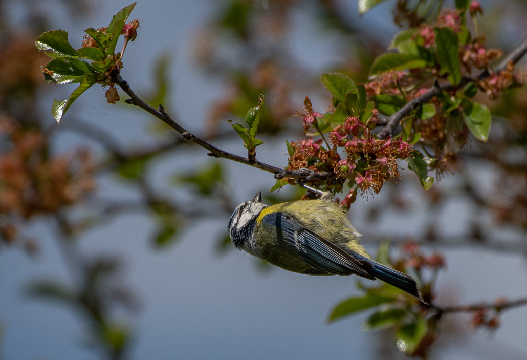 Mésange bleue -1-.jpg