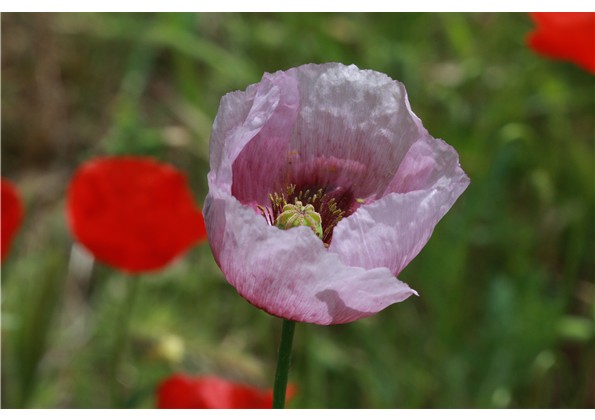 coquelicot mauve.JPG