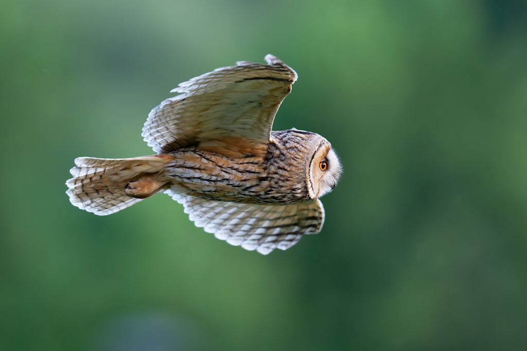 DSC_7260_DxO.jpg